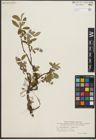 Foto von Salix pulchra Cham. x Salix repens L.